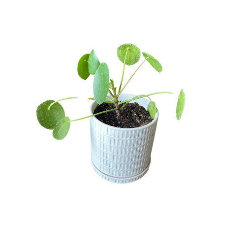 money plant planter White Textured Planter With Chinese Money Plant – Rogala Design