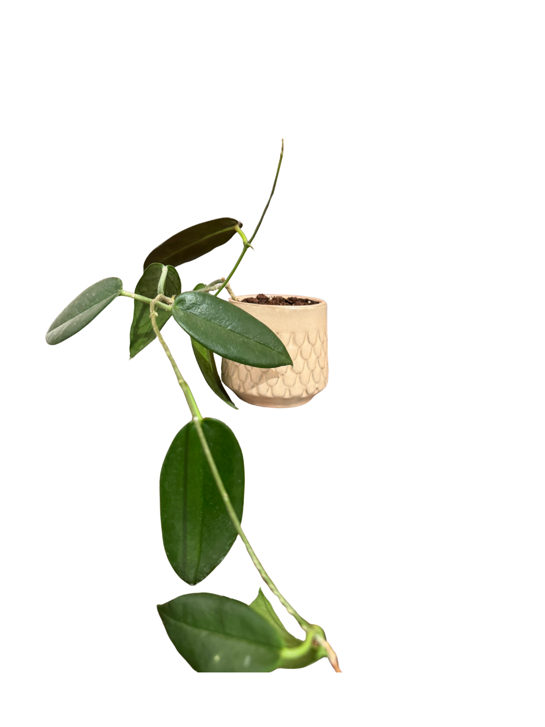 Mini Plant Pot