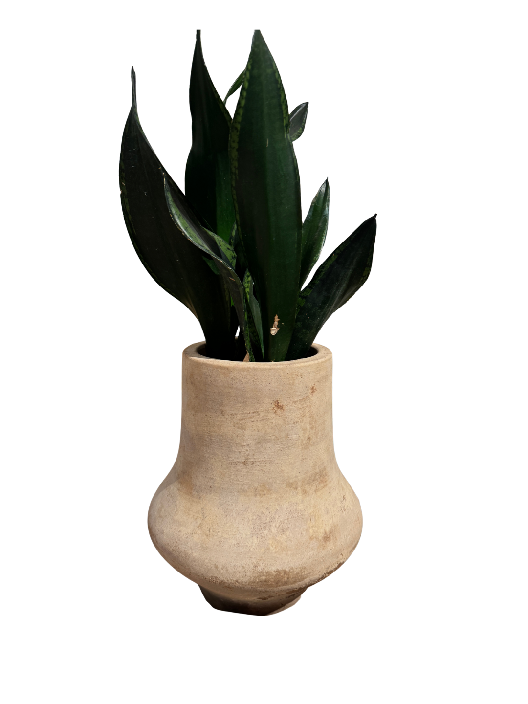 Potted Snake Plant