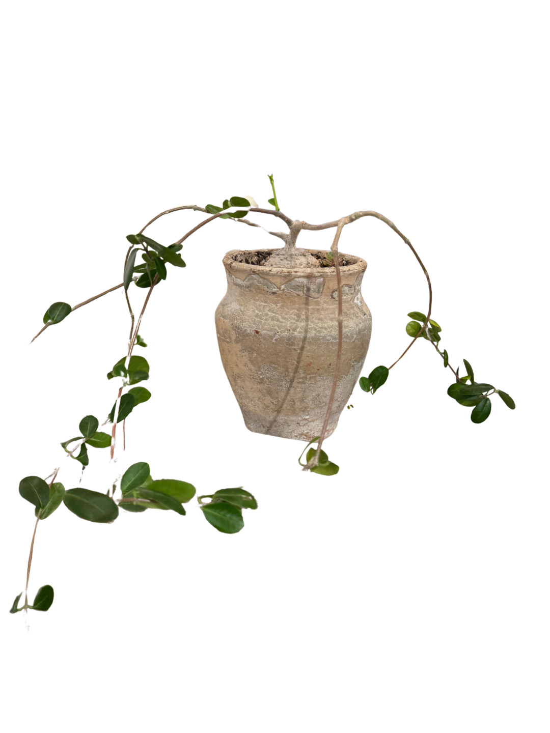 Potted Plant