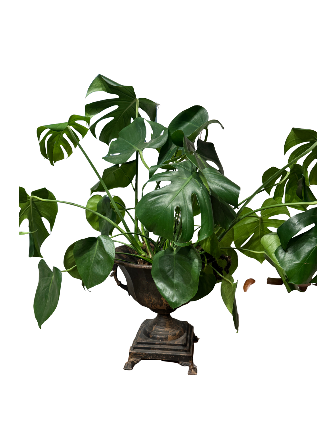 Monstera Plant