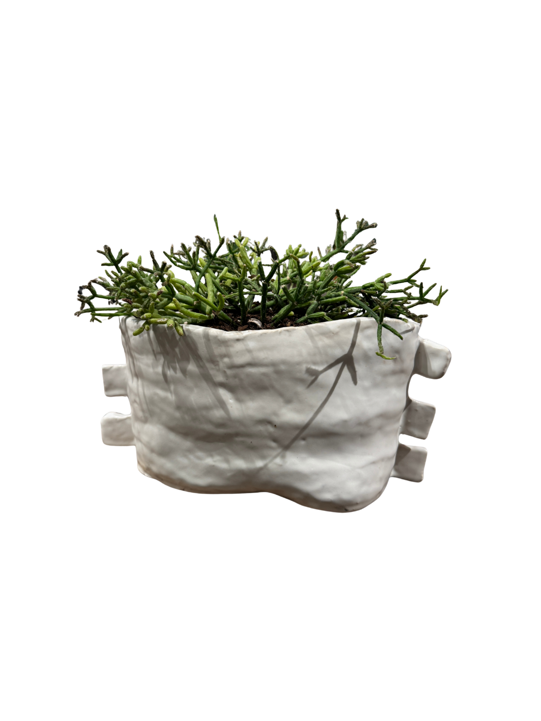 Mary Mackey Potted Plant