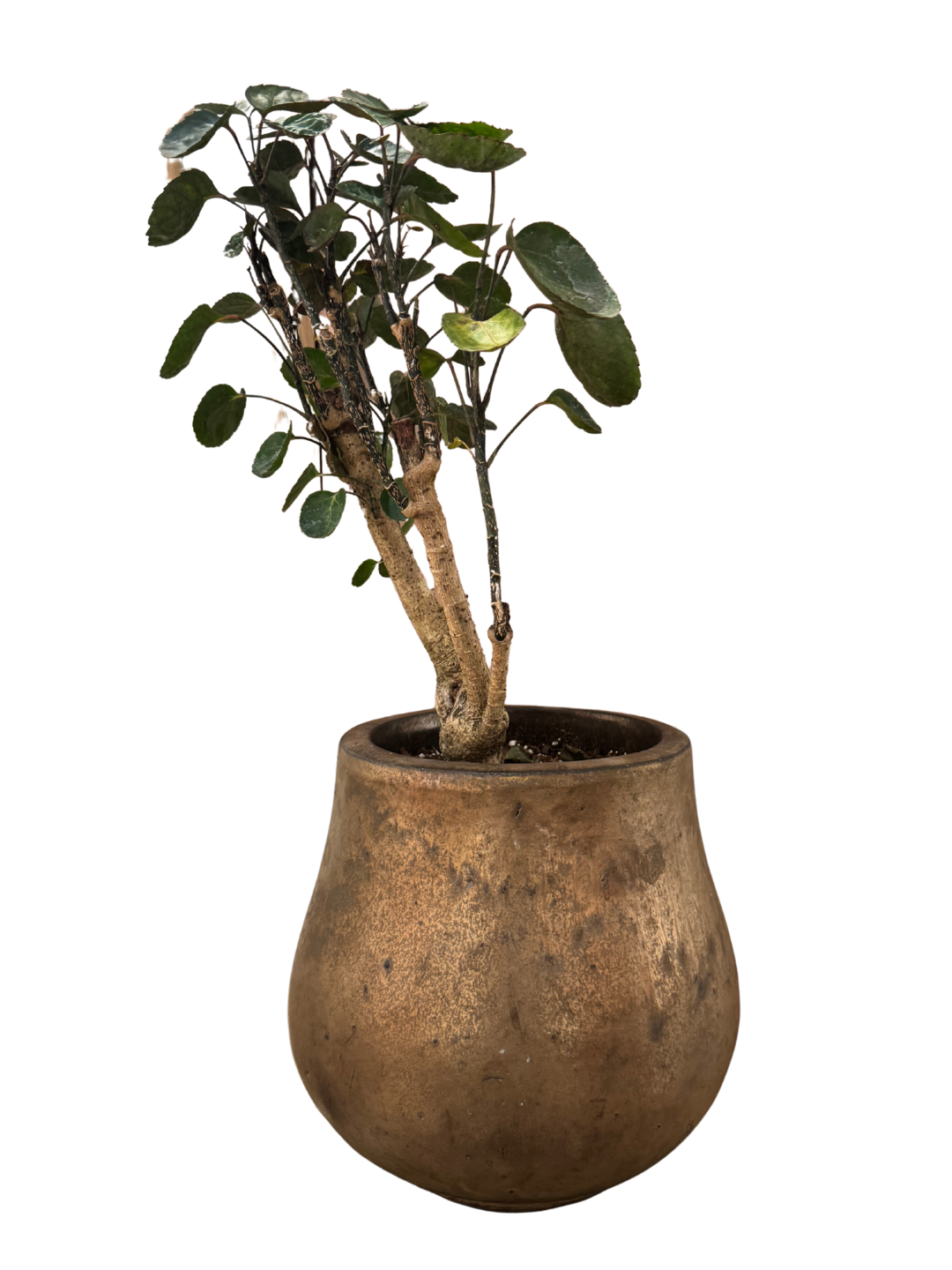 Potted Tree