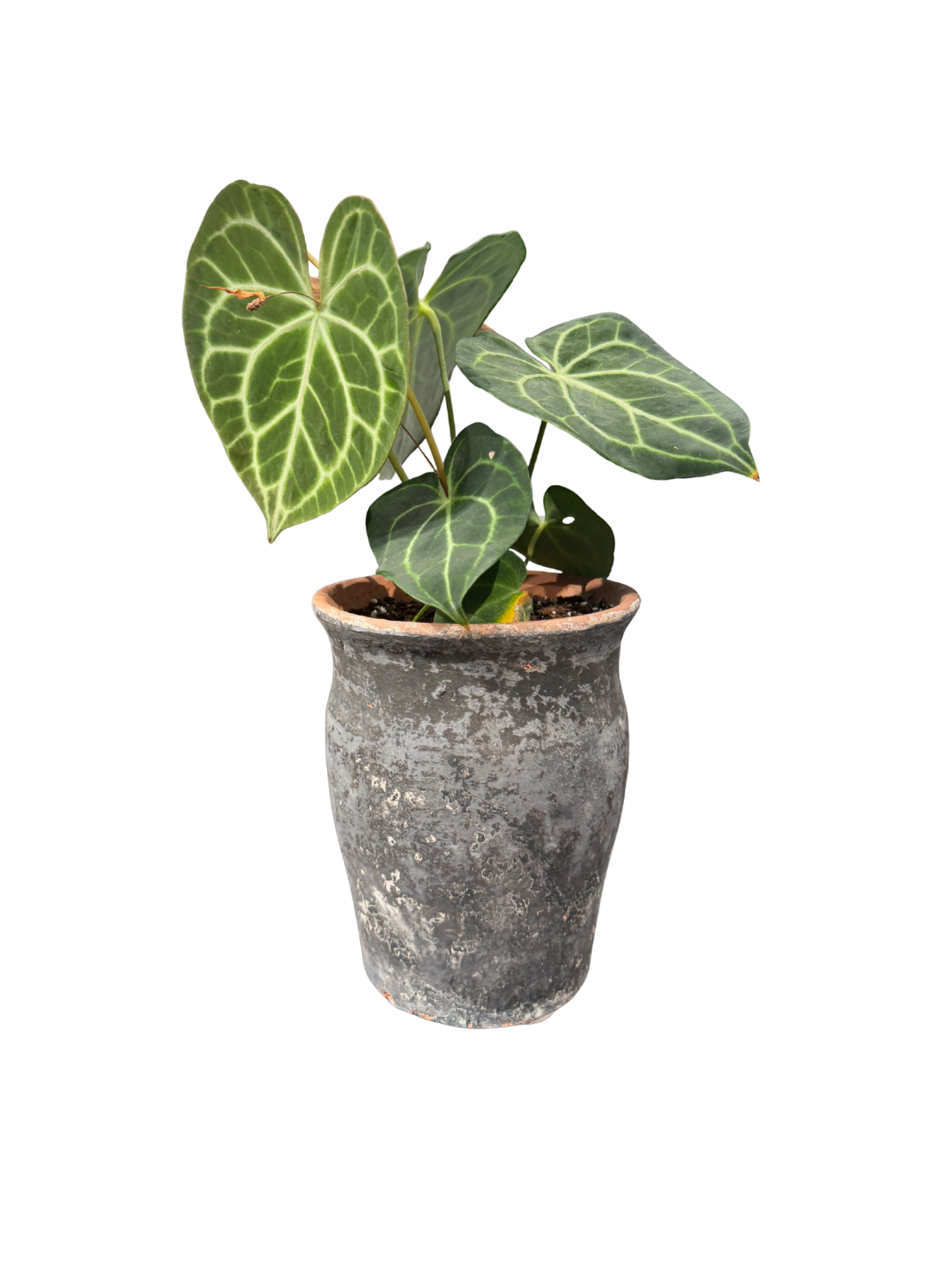 Potted Plant
