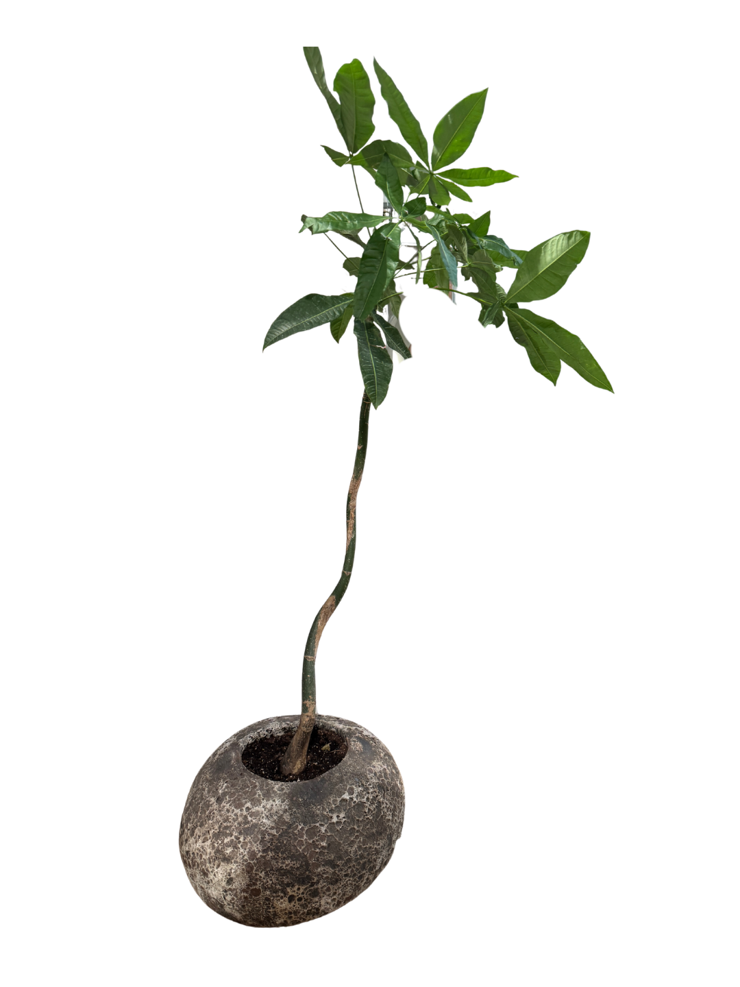 Potted Plant in Riverstone Planter