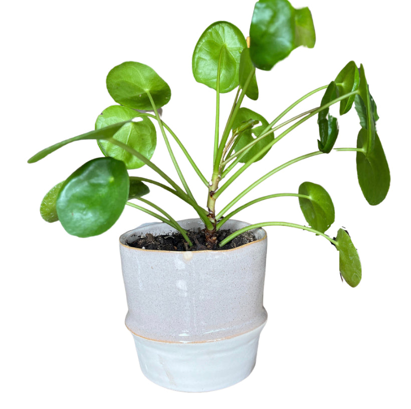 Grey Potted Plant