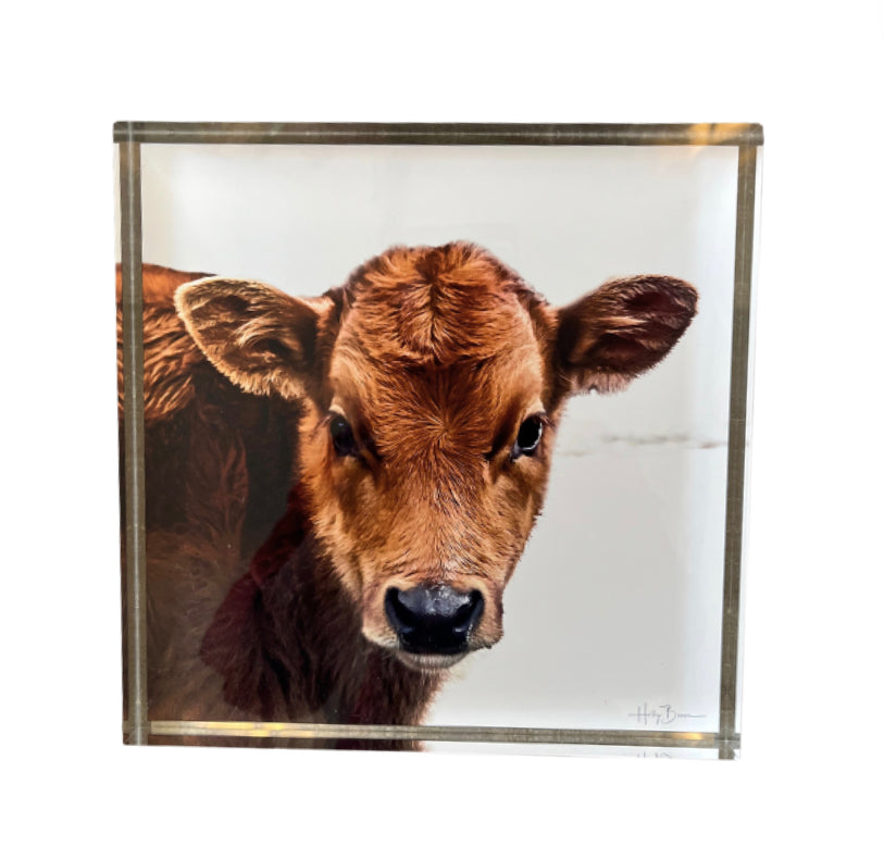 Cow Shadow Box