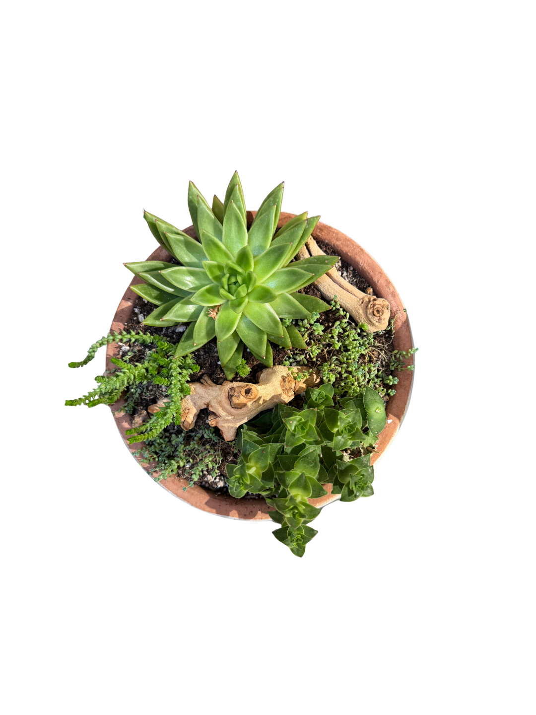 Succulent Potted plant