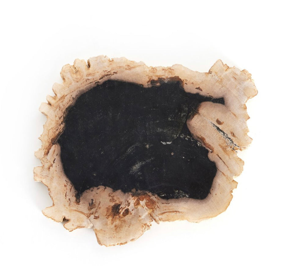 Petrified Wood Slab