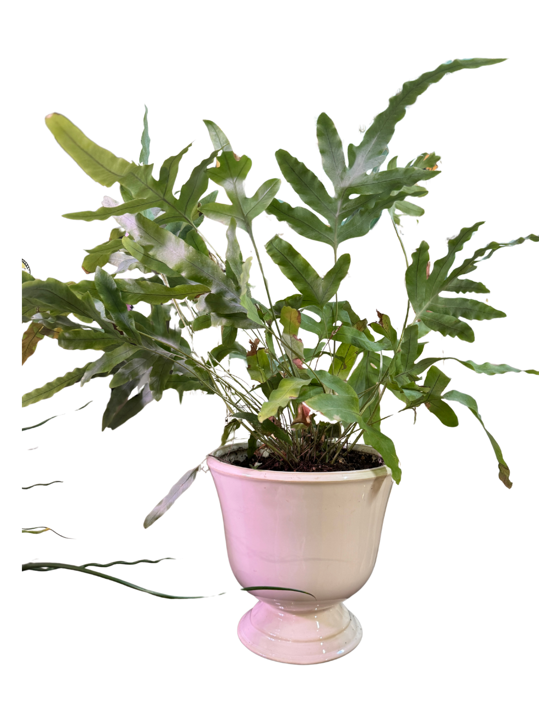 Fern Plant