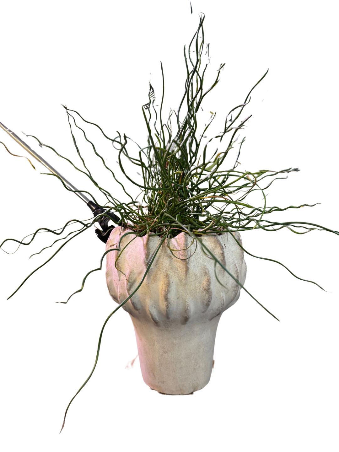 Potted Plant