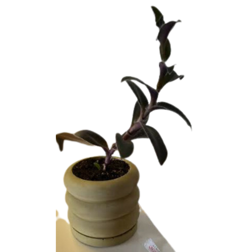 Bubble Plant Pot