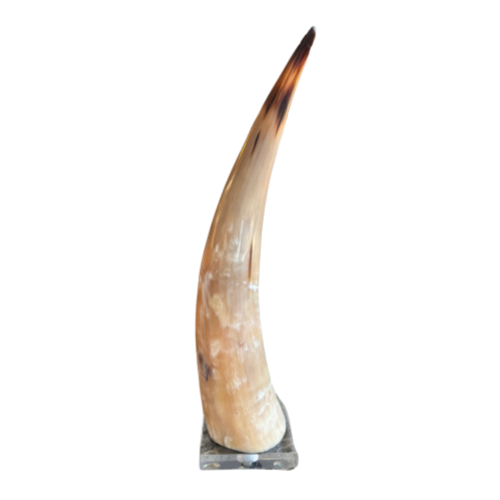 Cow Horn