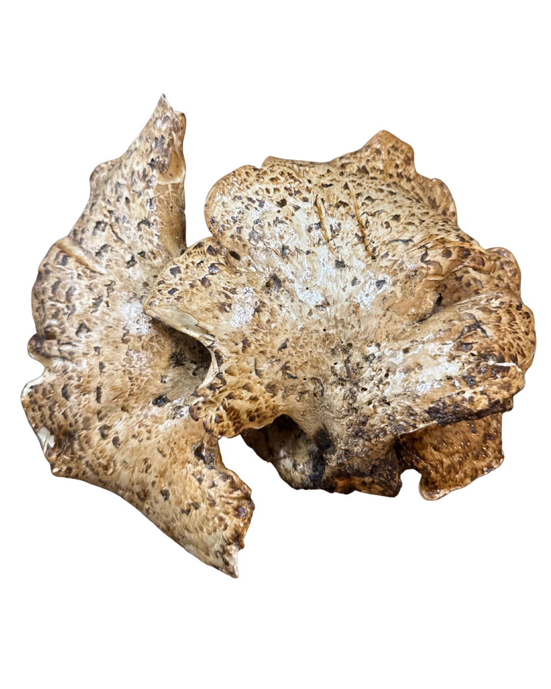 Preserved Mushroom