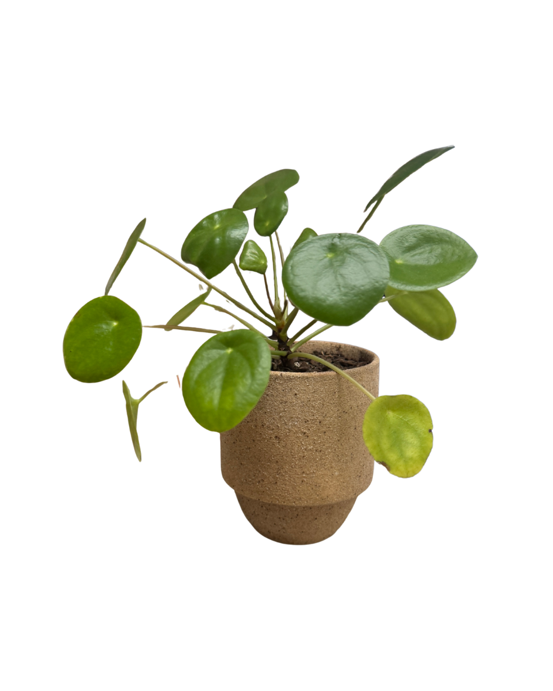 Small Potted Plant