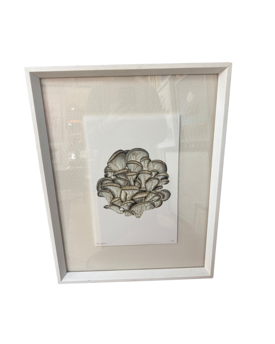 Tree Oysters