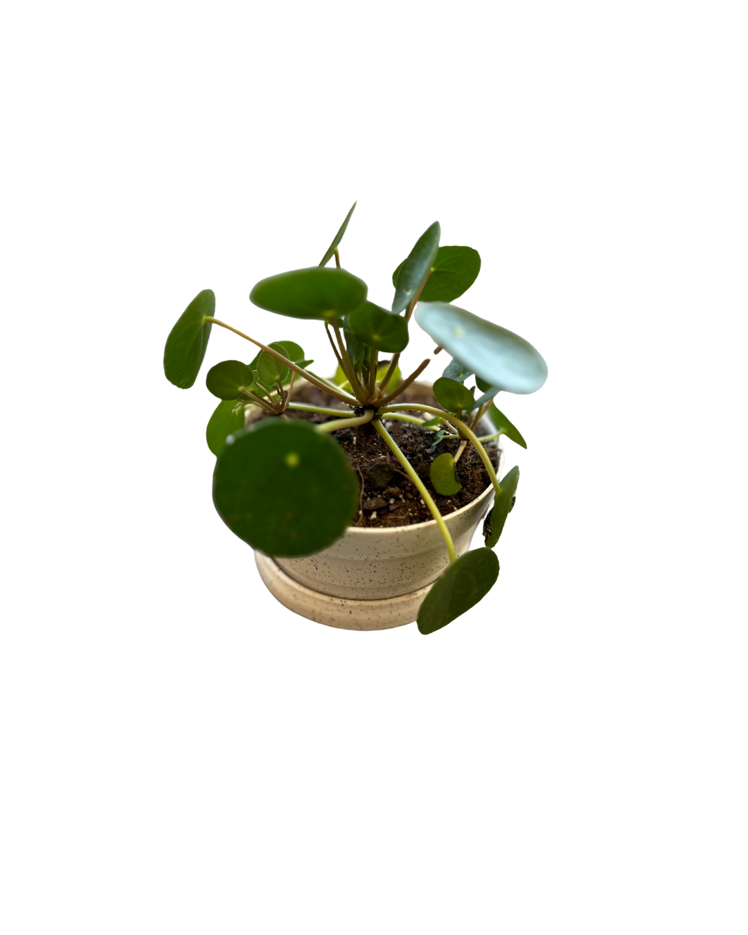 Plant and Pottery