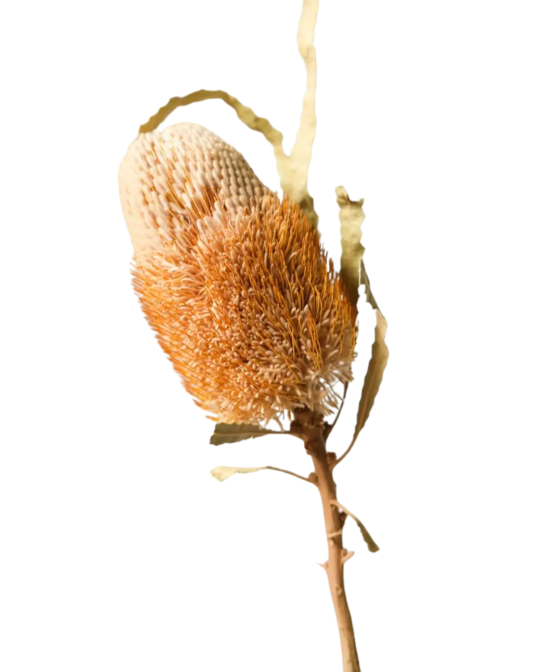 Dried Banksia (set of two)
