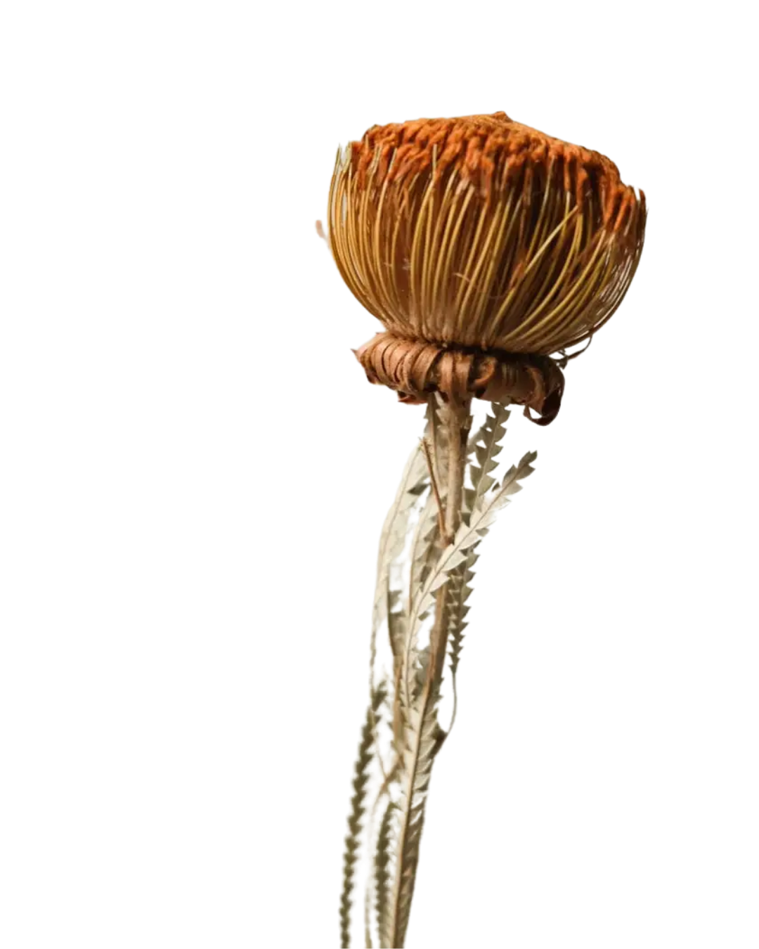 Set of 2 Banksia