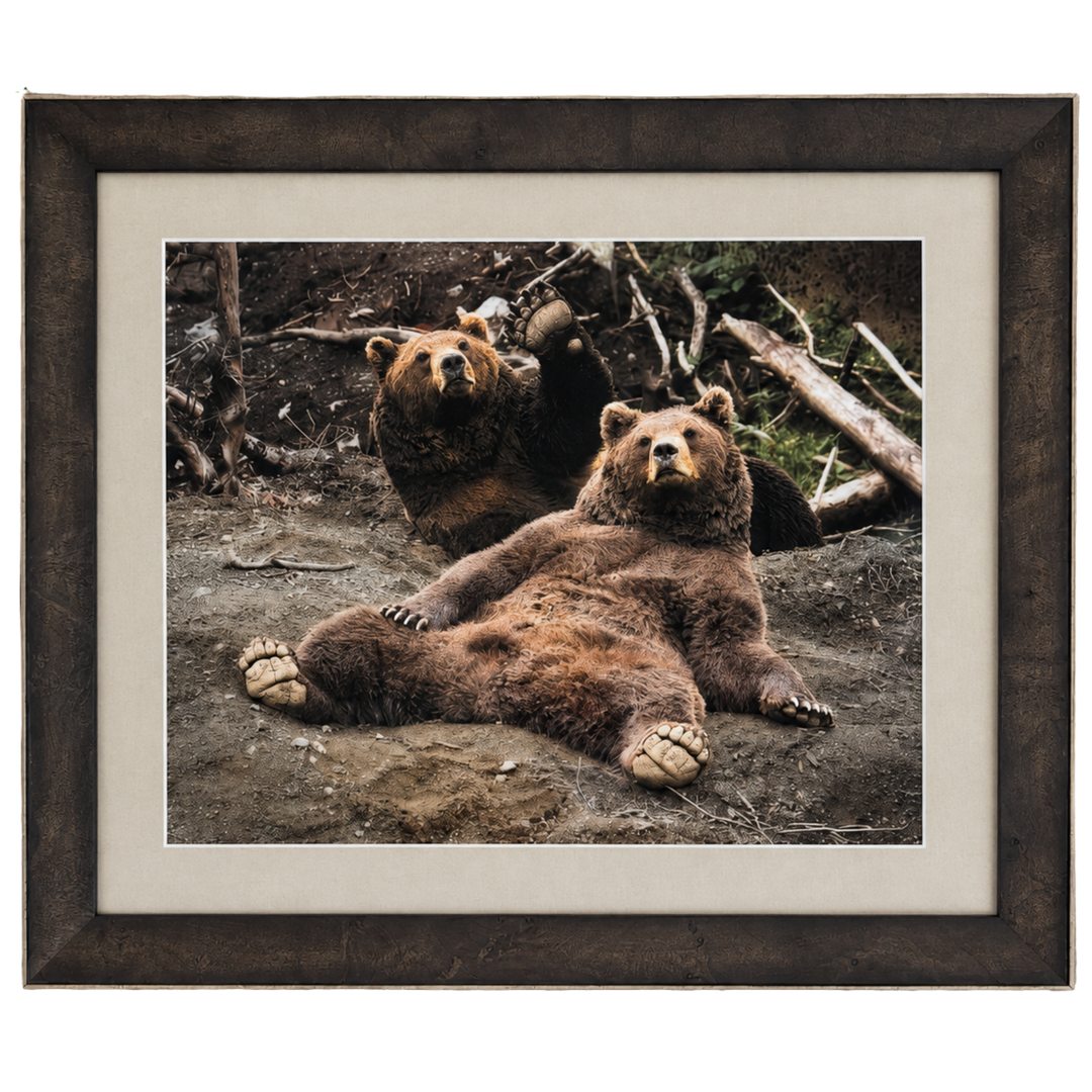 Bear Photo