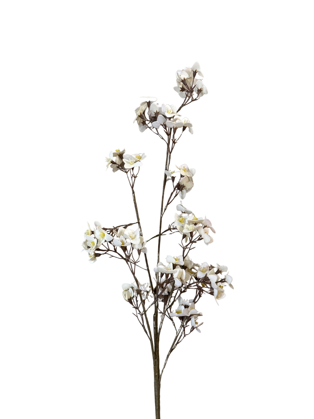 Cherry Blossom Stem