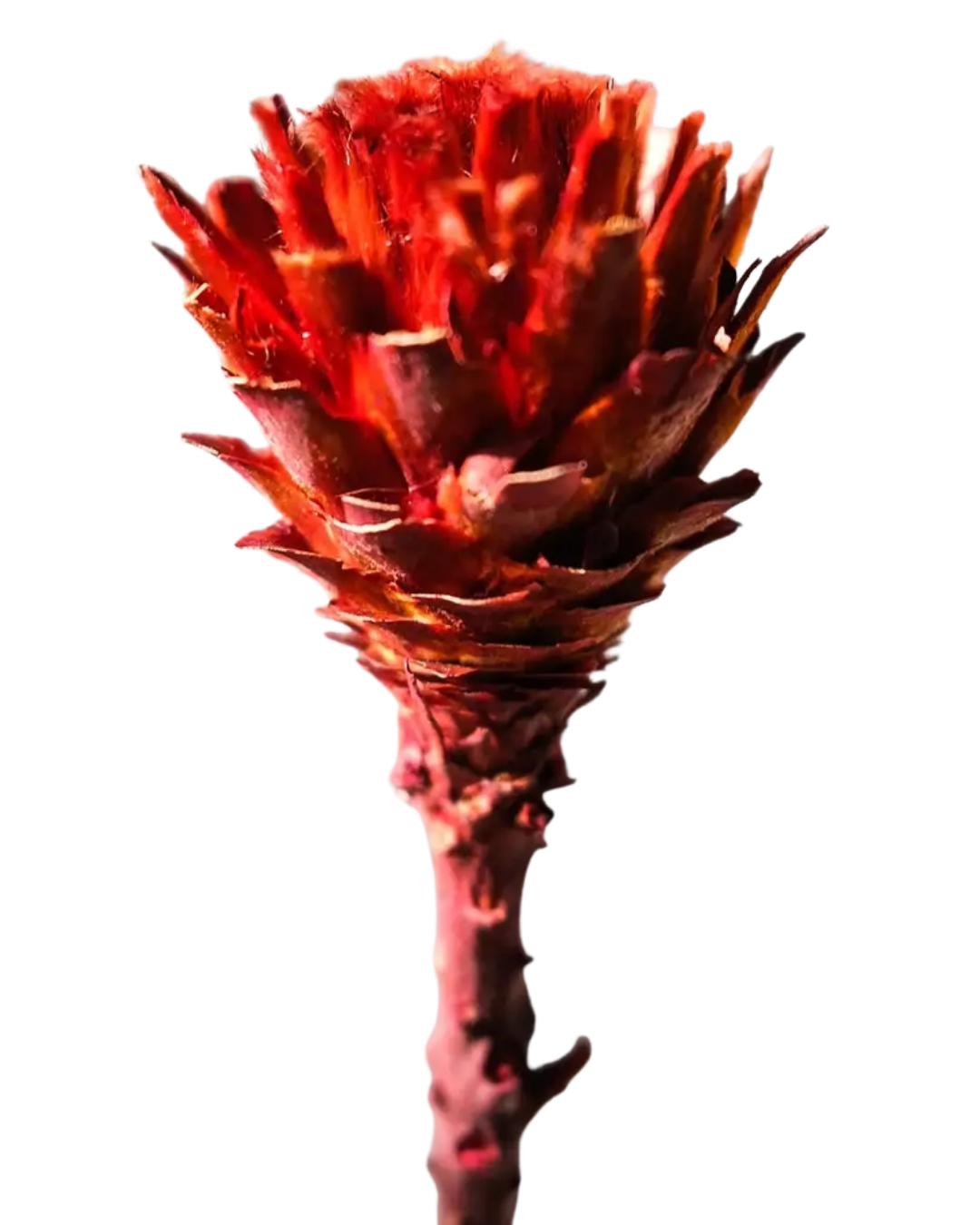 Dried African Daisy (Set of 2)