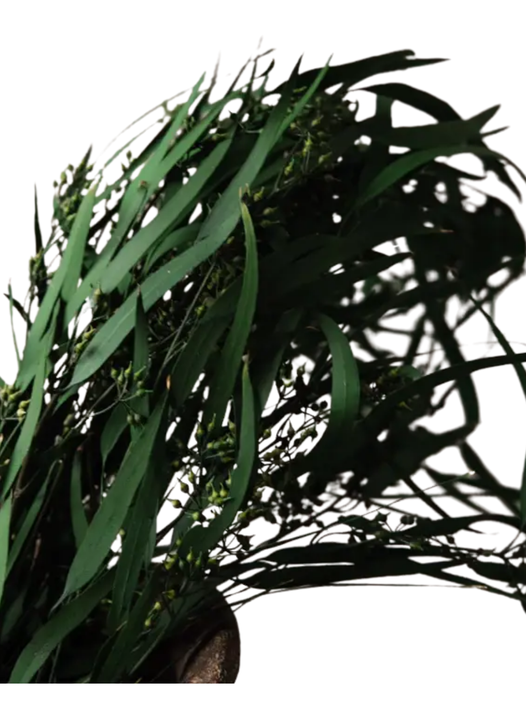 Dried Eucalyptus