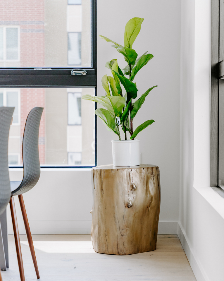 <img src="goldstumpwithfig_projects.png" alt="Rogala Design gold stump side table in dining room with fig plant">
