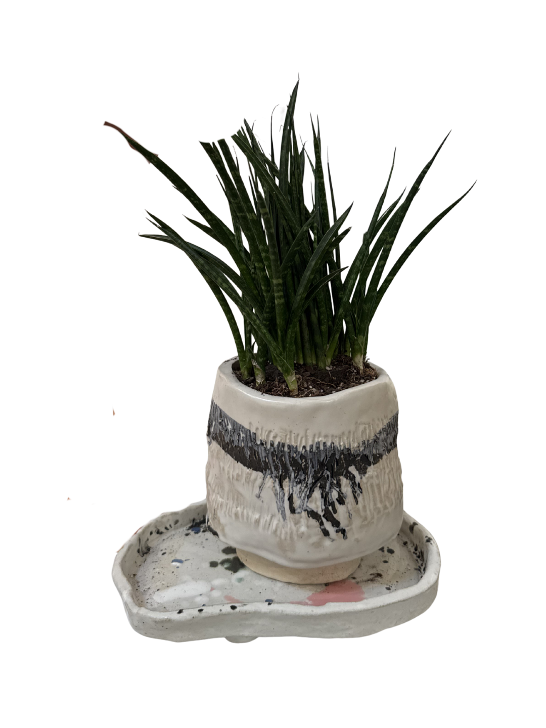 Mary Mackey Planter with plant