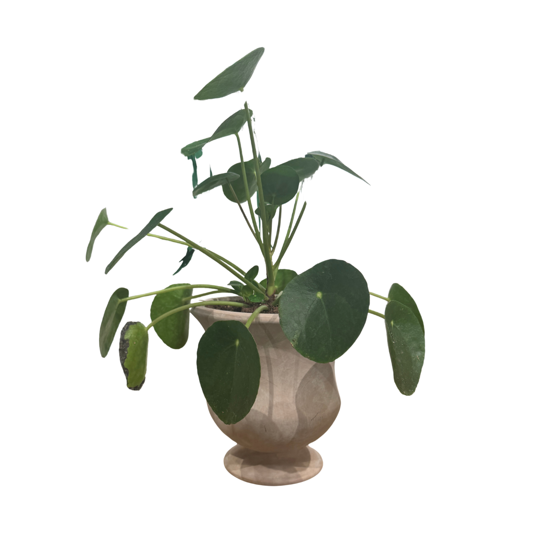 Potted Plant