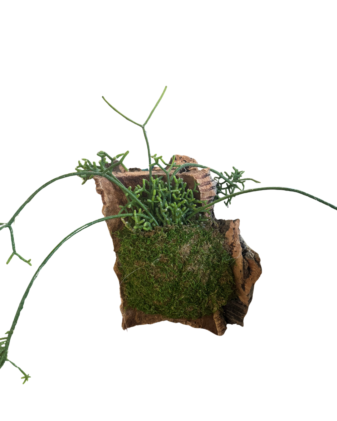 Handmade Plant in Stump
