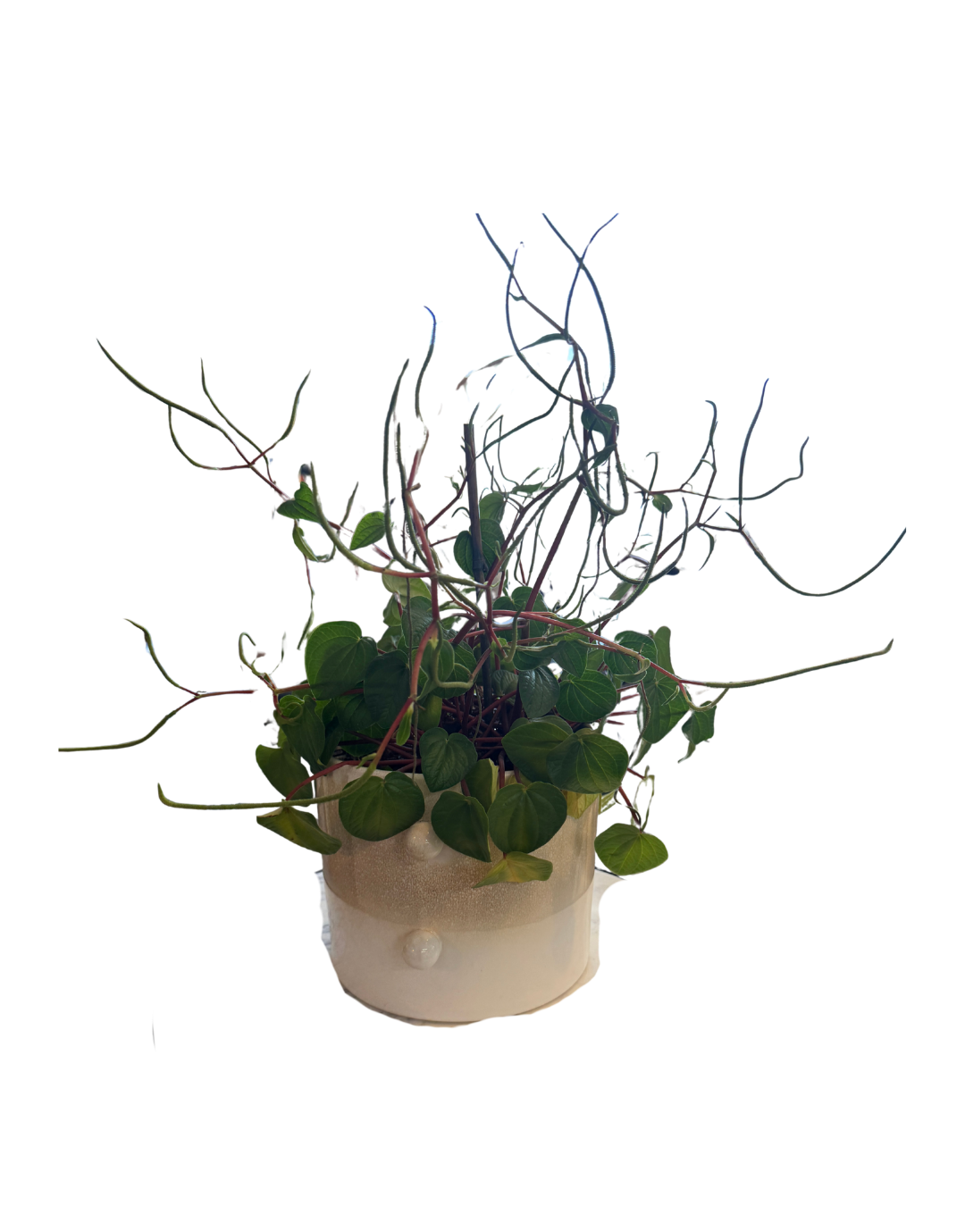 Potted plant