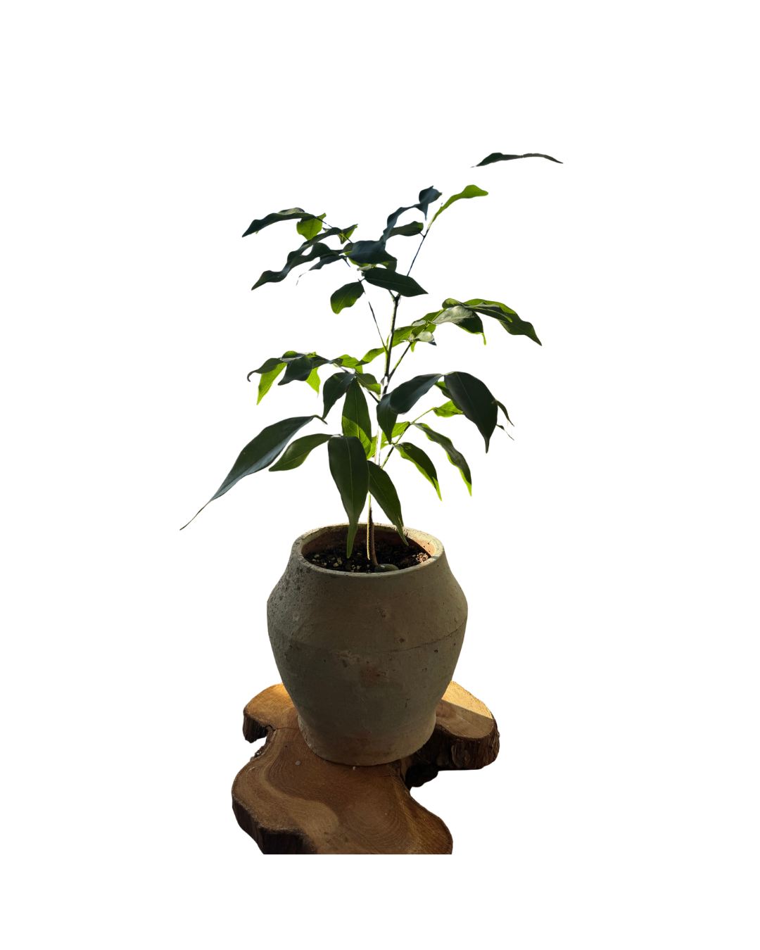 Potted Plant