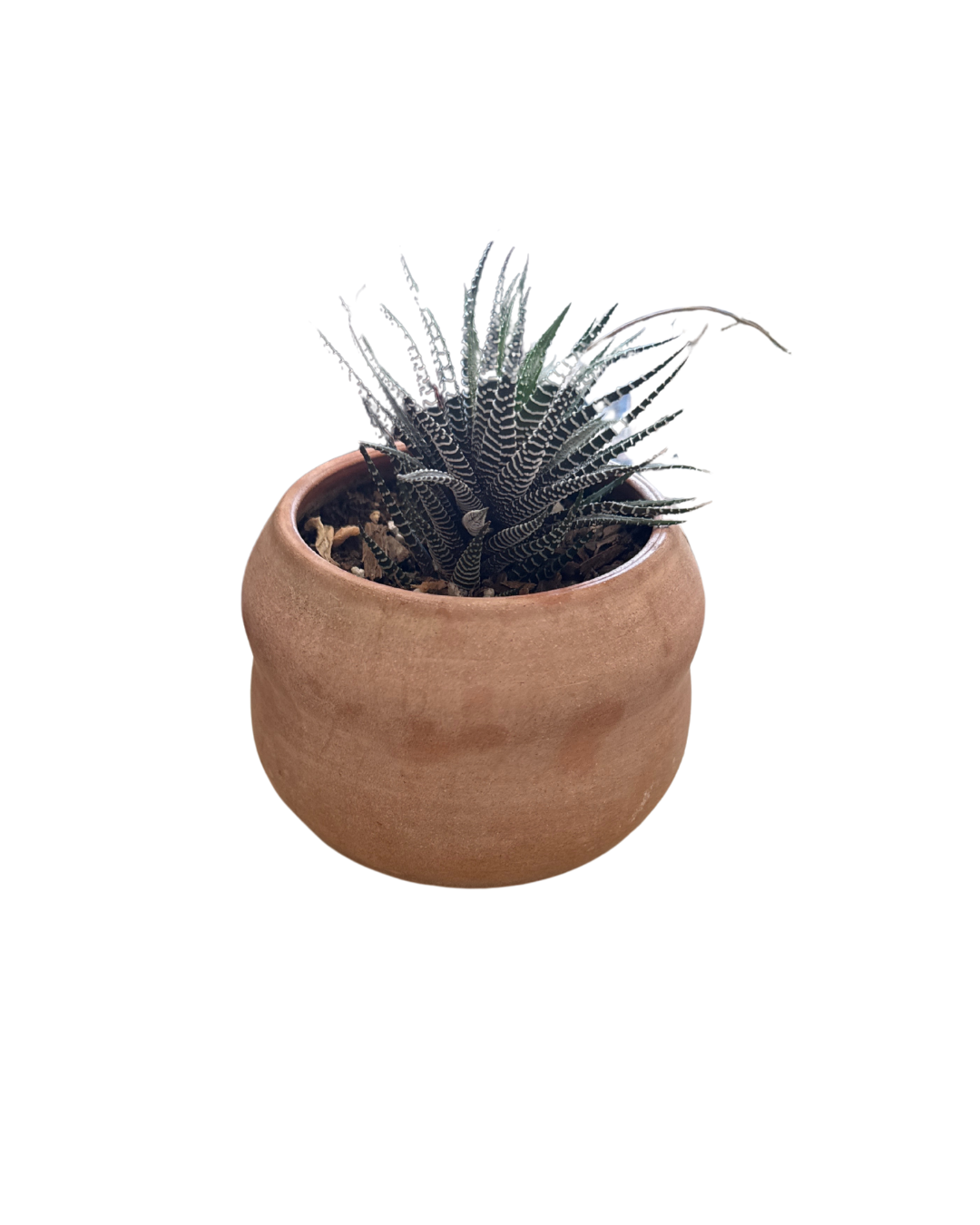 Terra Cotta Planter By Katie Troisi With Plant