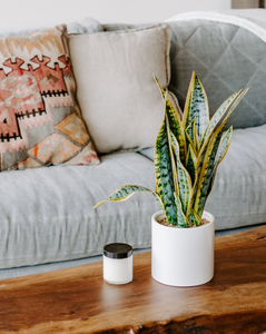 <img src="plants_ourshoppage.png" alt="Snake plant in white planter on Rogala Design live edge coffee table">