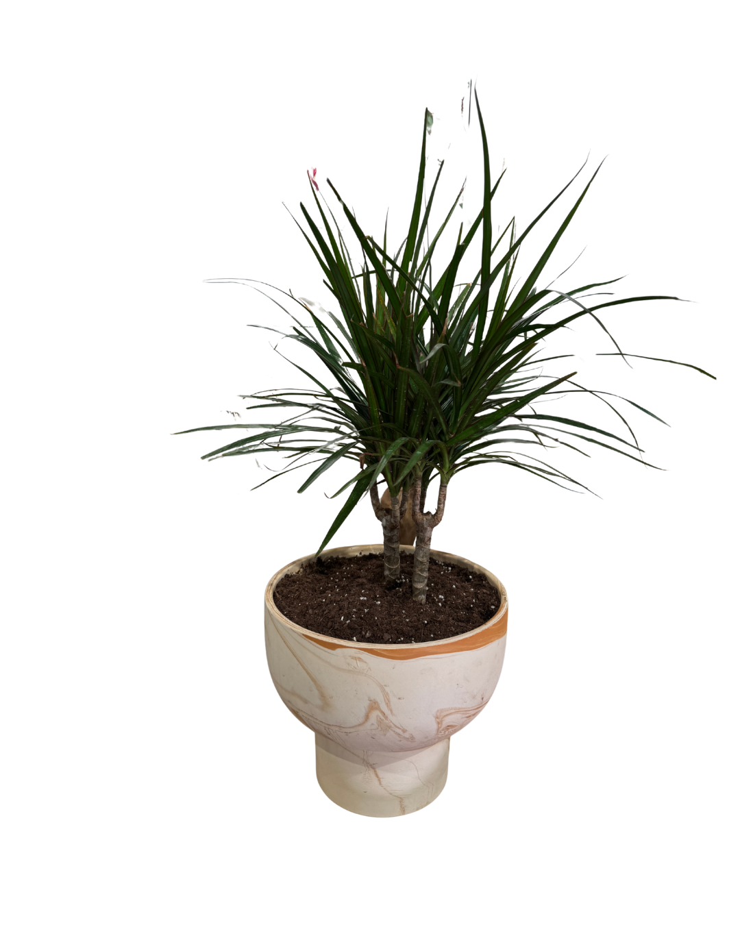 Potted Plant