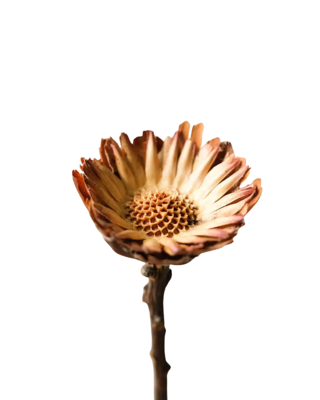 Dried Sunflowers