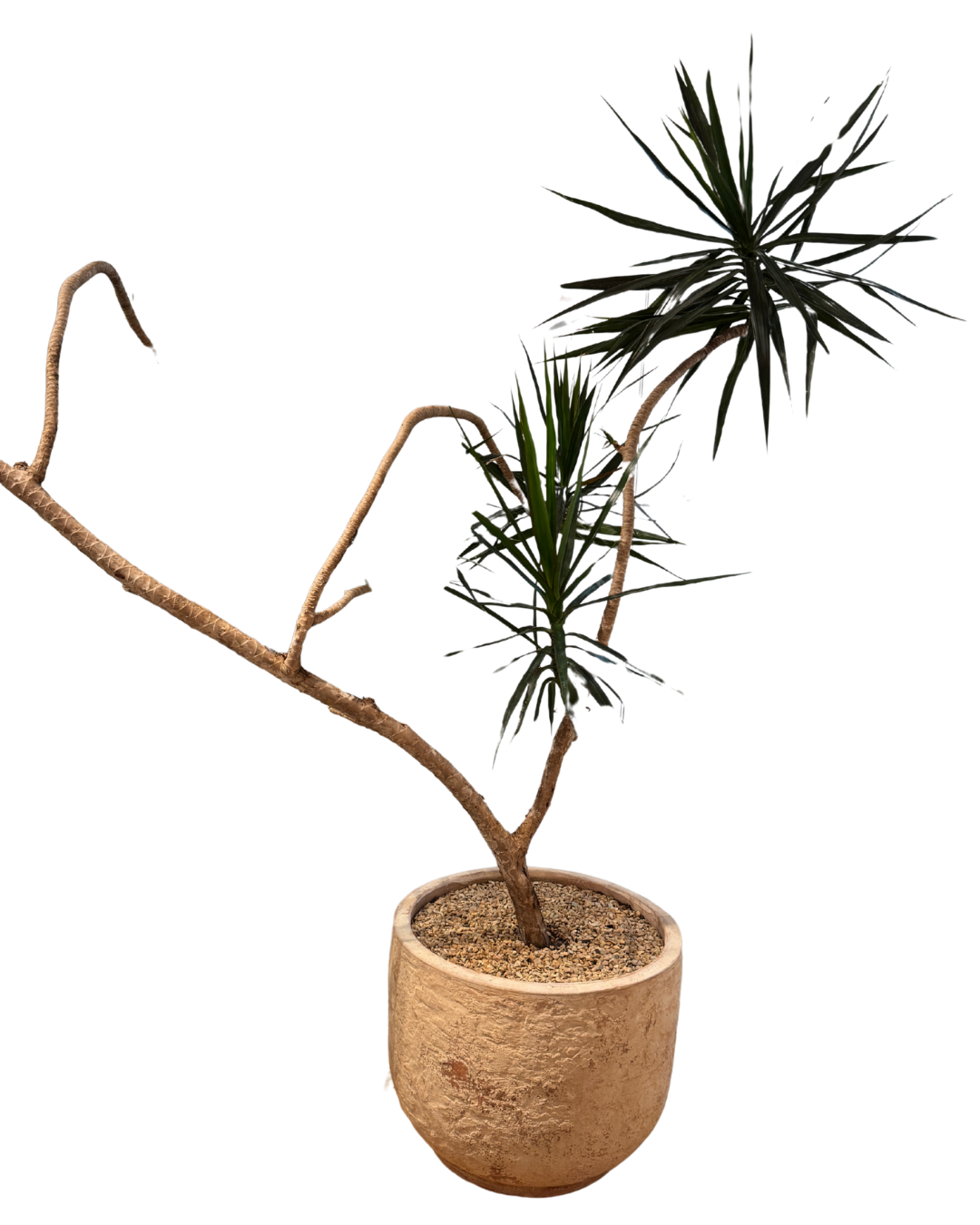 Planted Indoor Tree