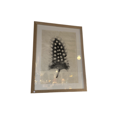 Feather study