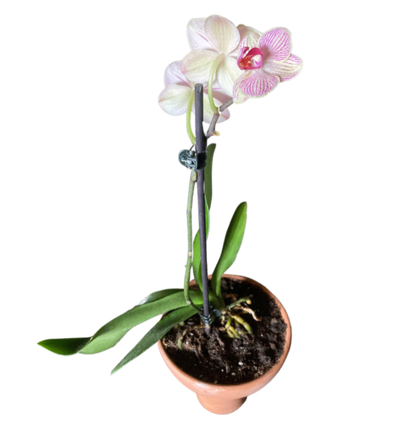 Tall Clay Planter With Orchid