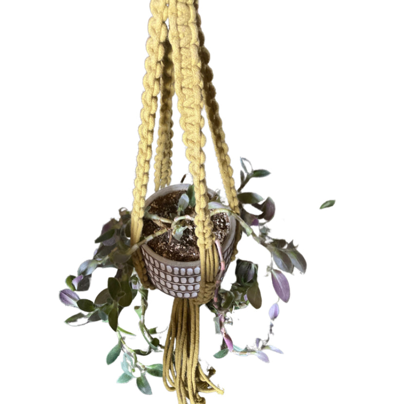green hanging plant