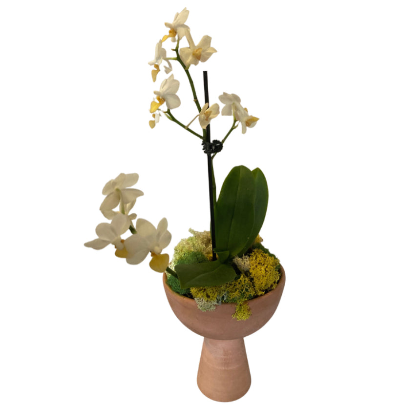orchid plant