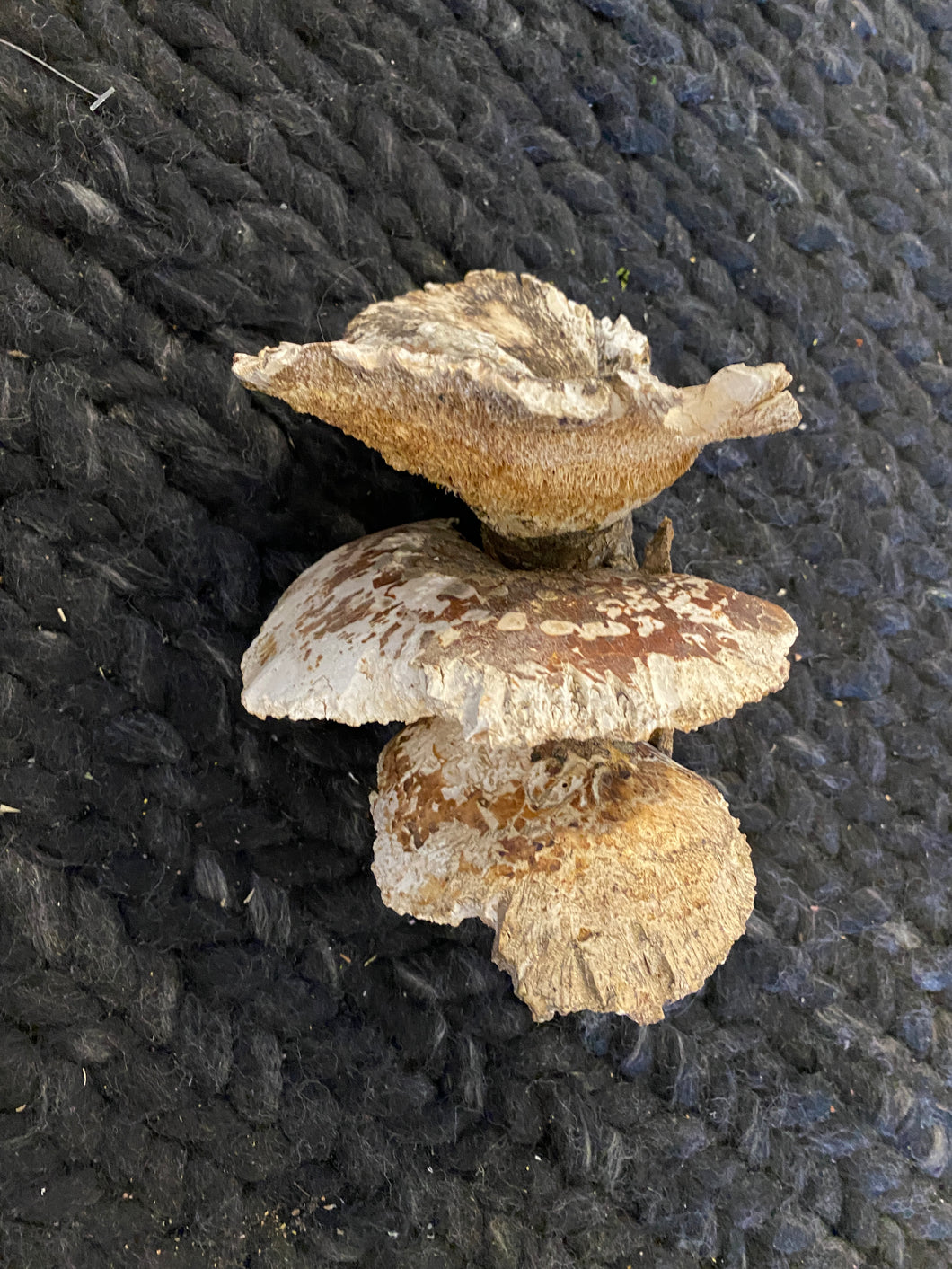 Real decorative mushroom