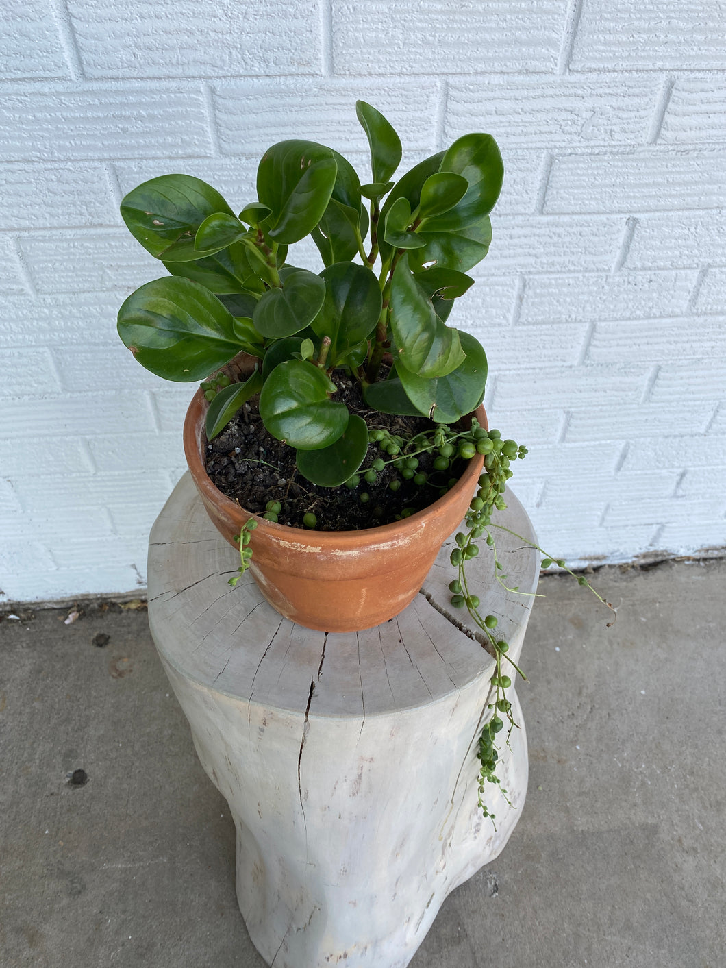 Terracotta pot with succulent + pea plant