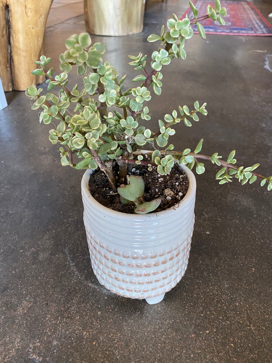 Succulent in white dot textured planter