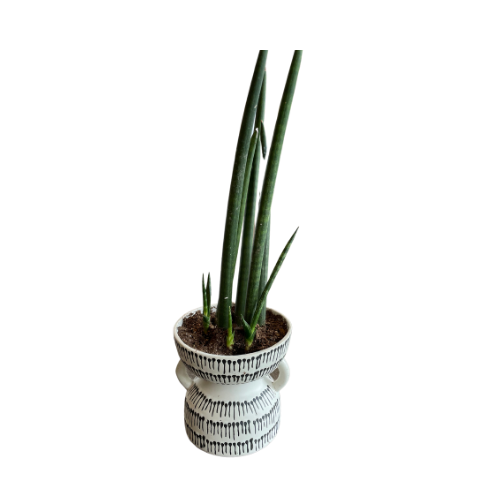 Black + White Hourglass Planter With Starfish Cactus