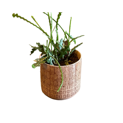 Aztec Planter with Succulent