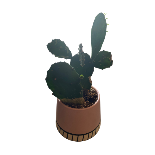 Cactus in Pink Planter With B/W Stripes