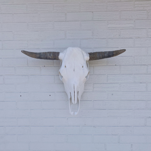 Bull Skull