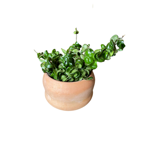 Terra Cotta Planter By Katie Troisi With Plant